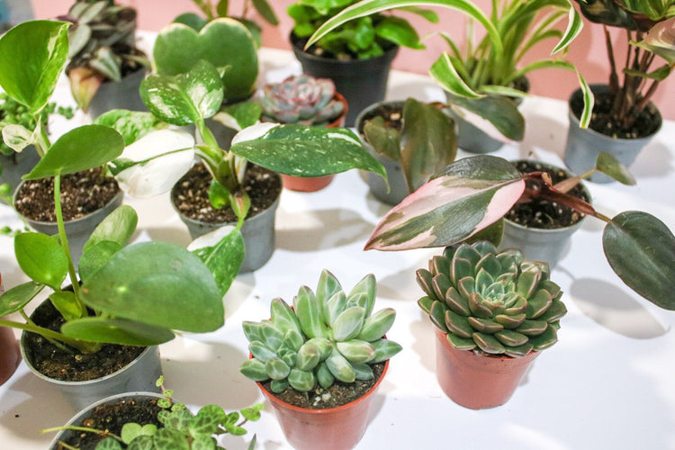 Cool Plants Only