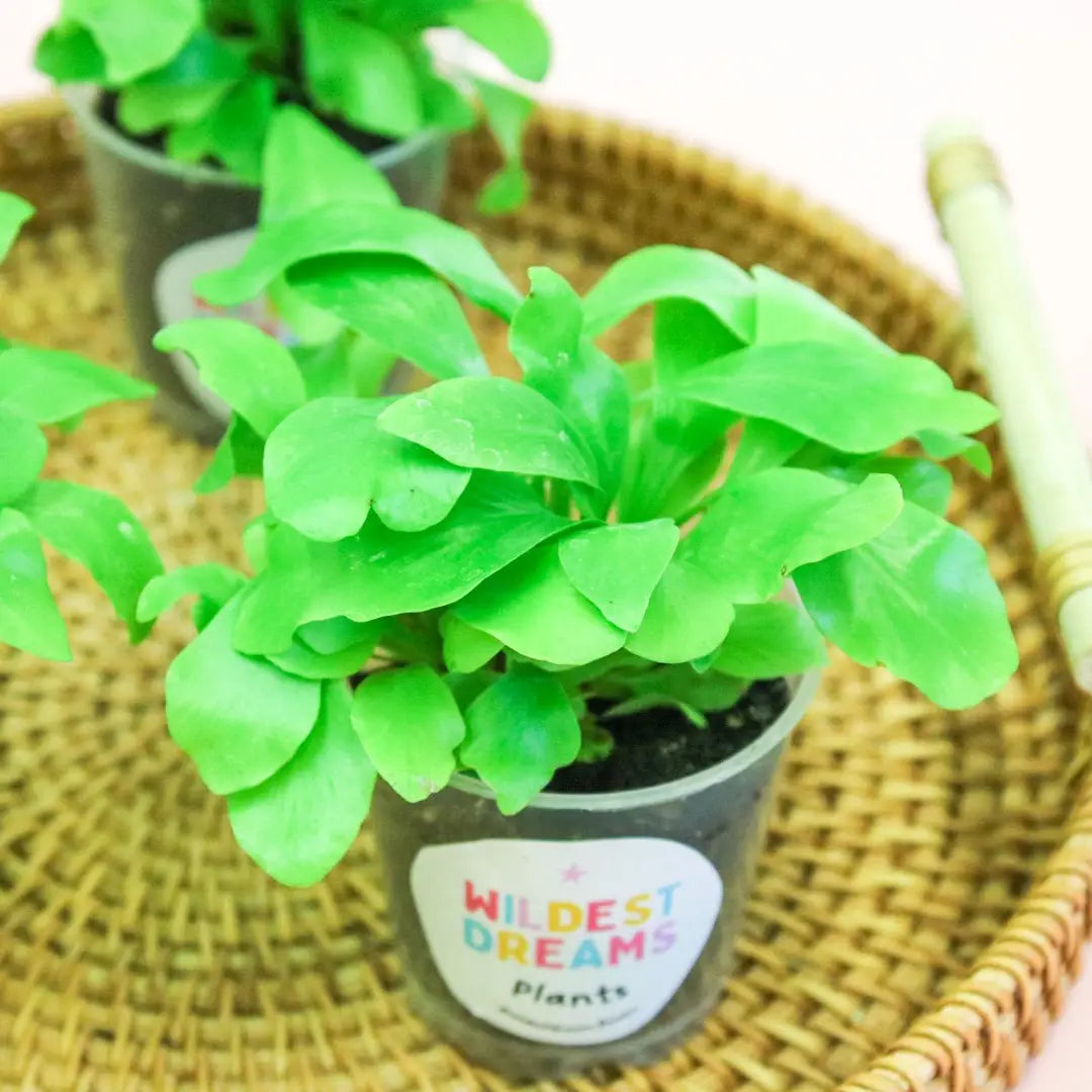 Birds nest fern, Asplenium nidus - Magic and Stars --Wildest Dreams Flowers