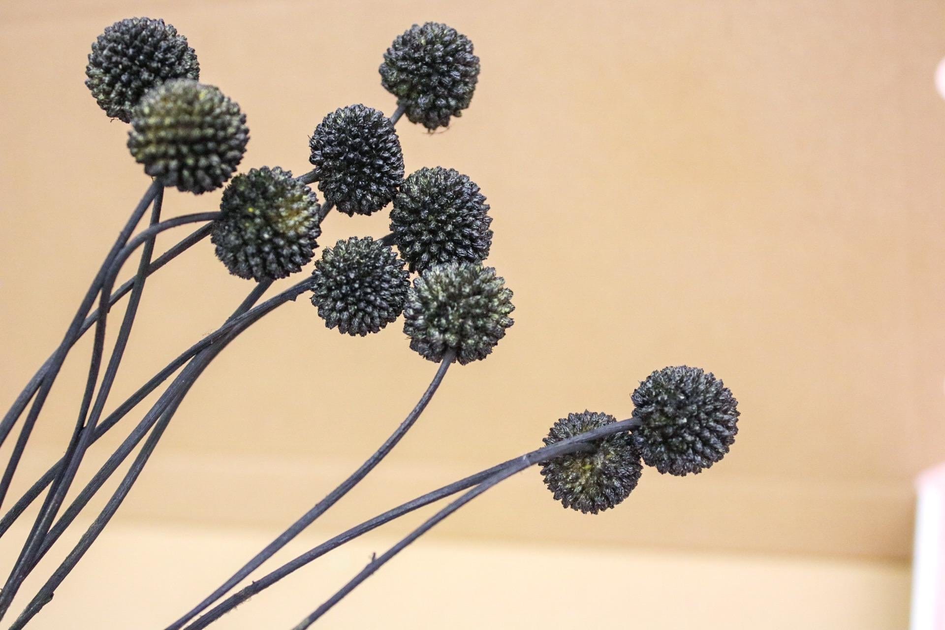 Black Dried Craspedia Flowers - Magic and Stars --Wildest Dreams Flowers