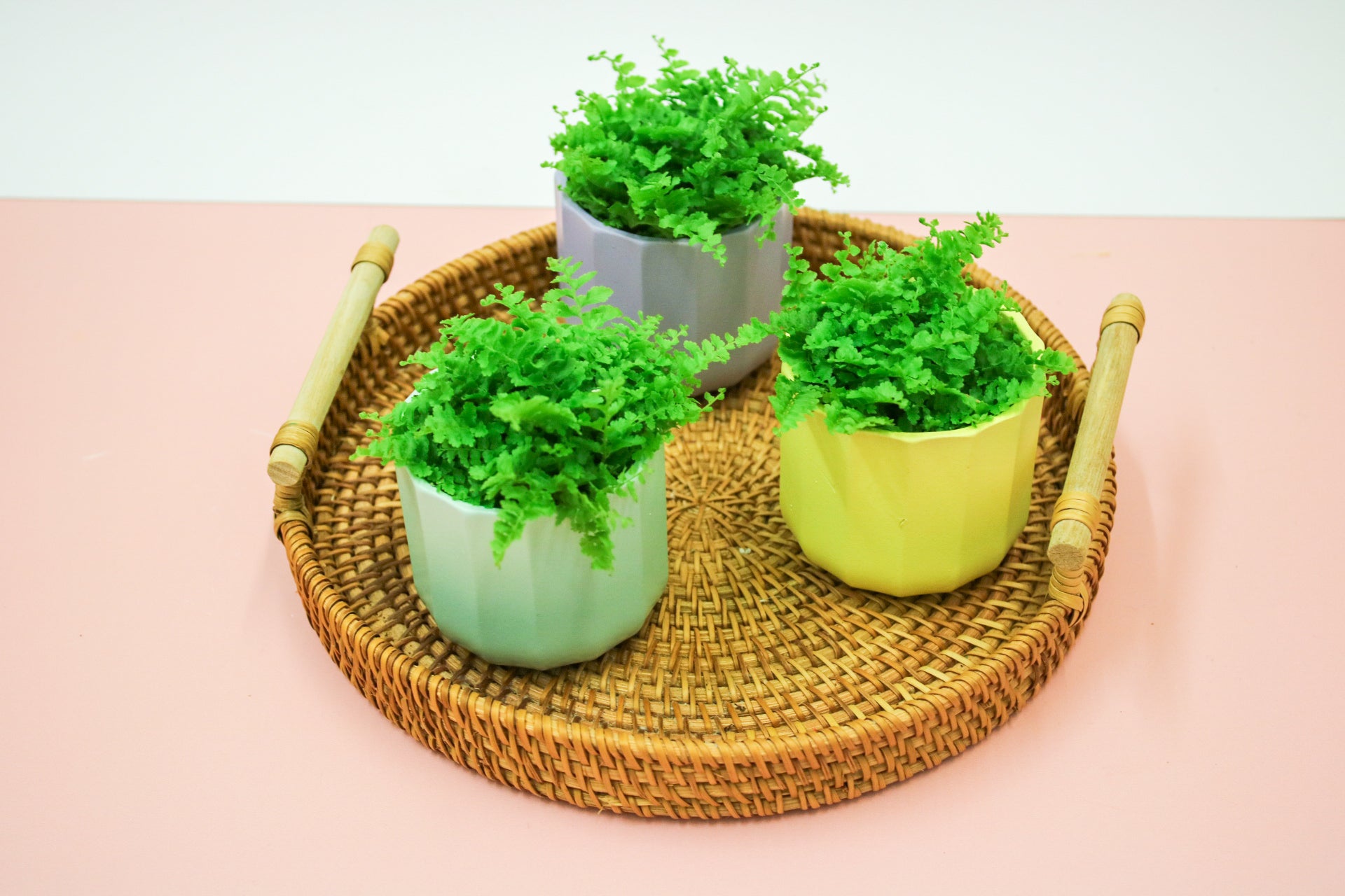 Nephrolepis exaltata, Boston Fern, 6cm Terrarium Plant - Magic and Stars -plants-Wildest Dreams Flowers