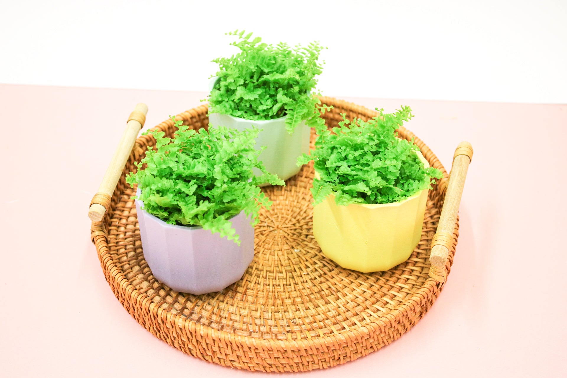 Nephrolepis exaltata, Boston Fern, 6cm Terrarium Plant - Magic and Stars -plants-Wildest Dreams Flowers