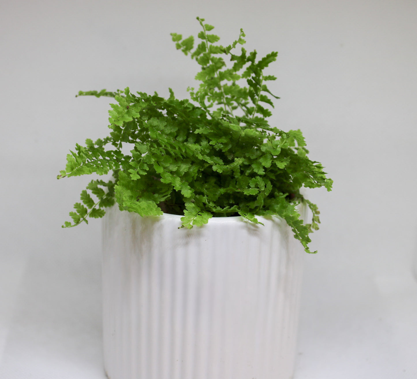 Close up of mini Boston fern showing delicate green fronds and fresh foliage