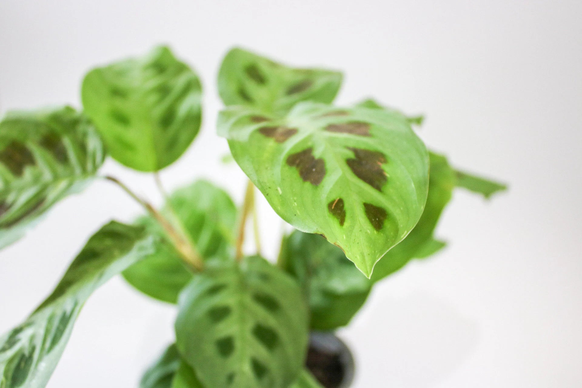 Close-up of Maranta ‘Light Veins’ leaves showing light green veins and rich color contrast