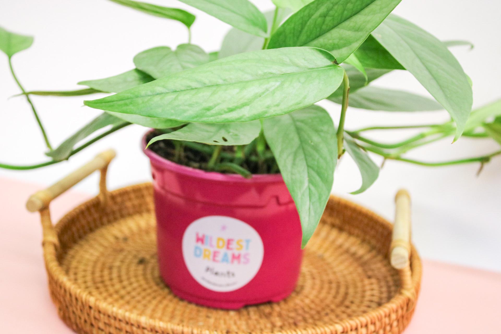 Cebu Blue Pothos – Rare Trailing Houseplant | Wildest Dreams