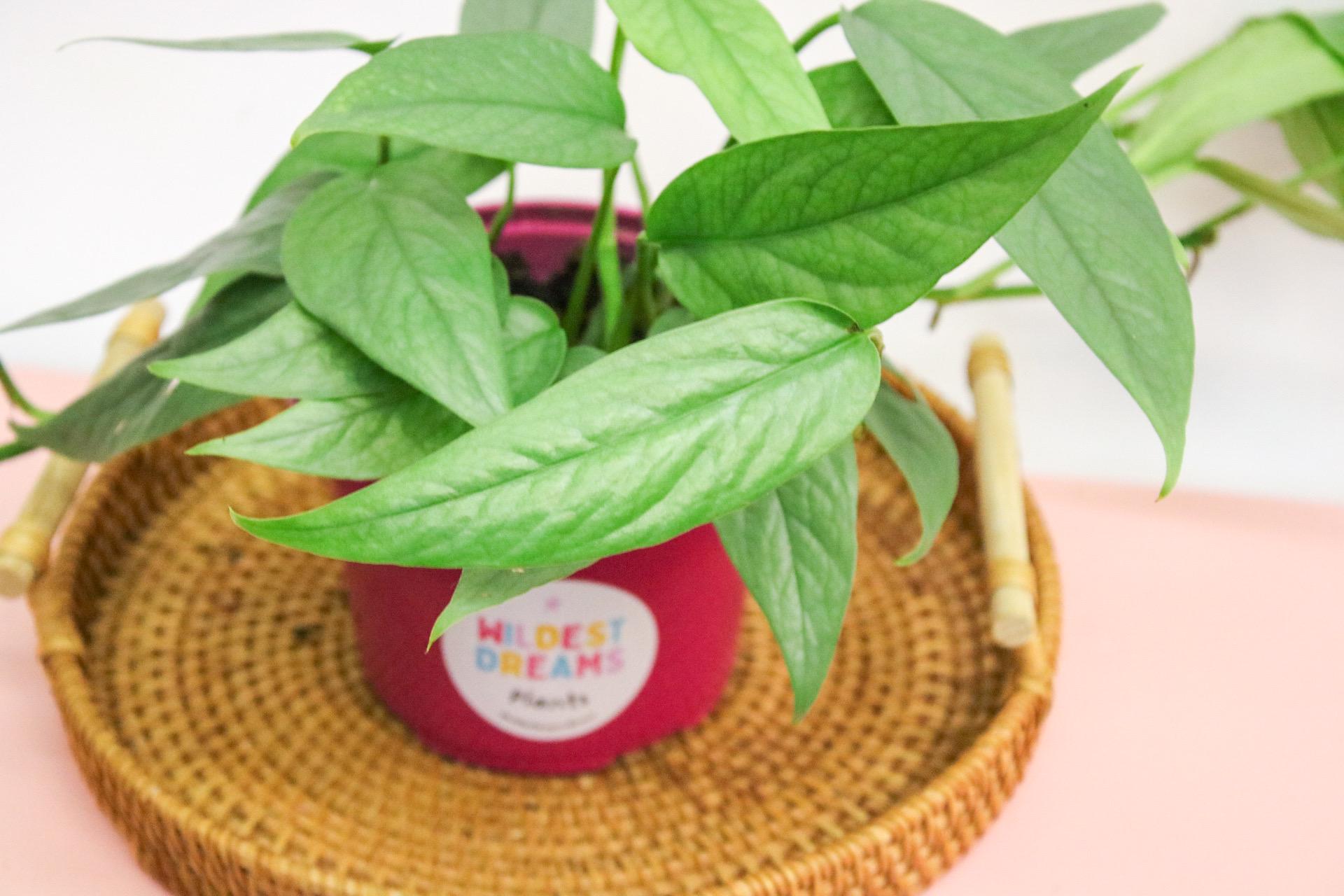 Cebu Blue Pothos plant in 12cm pot with silver-blue trailing leaves