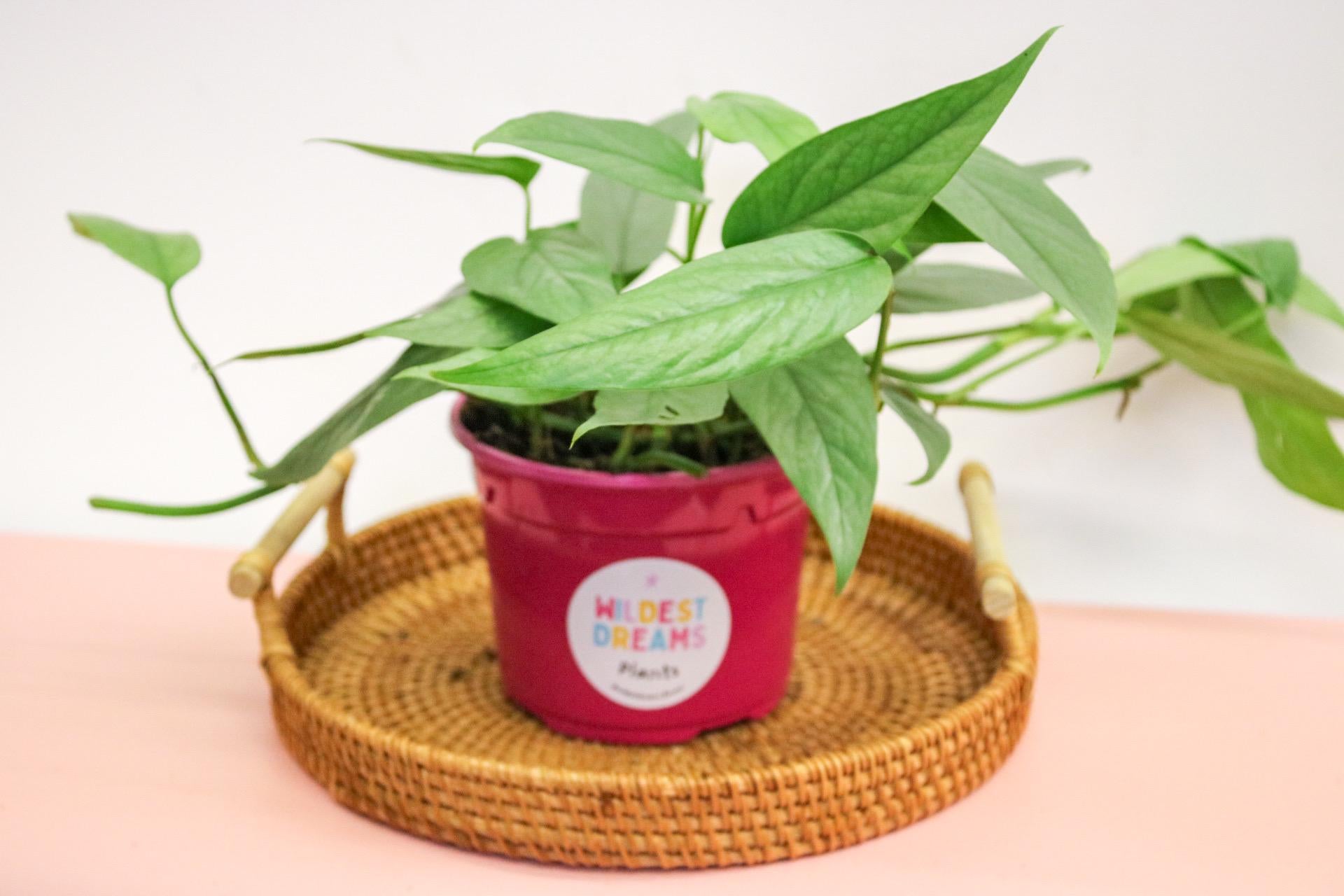 Shop the rare Cebu Blue Pothos in a 12cm pot – trailing, easy-care, & dreamy.