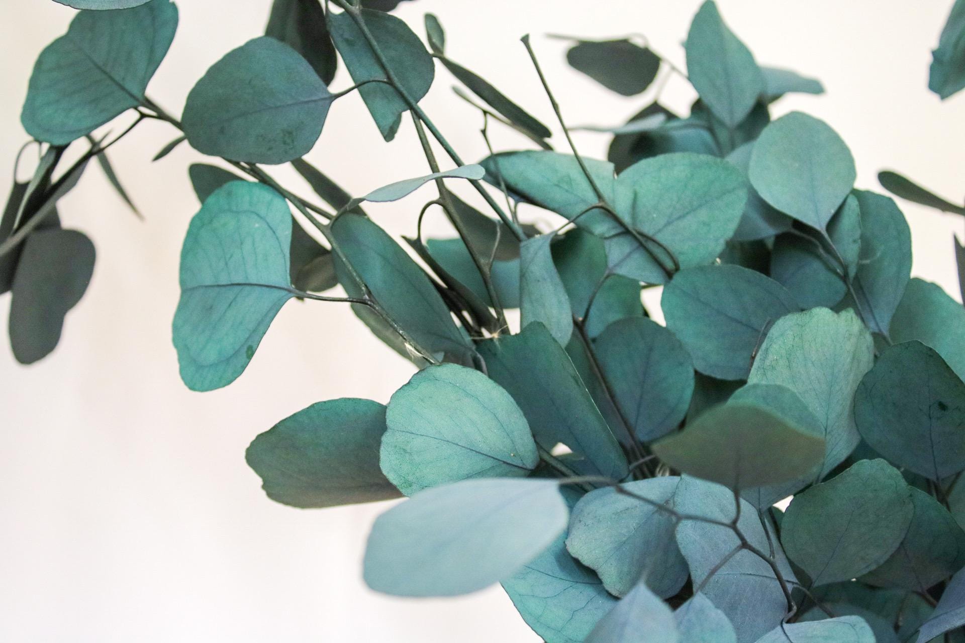 Preserved Populus Eucalyptus Bunch - Magic and Stars --Wildest Dreams Flowers