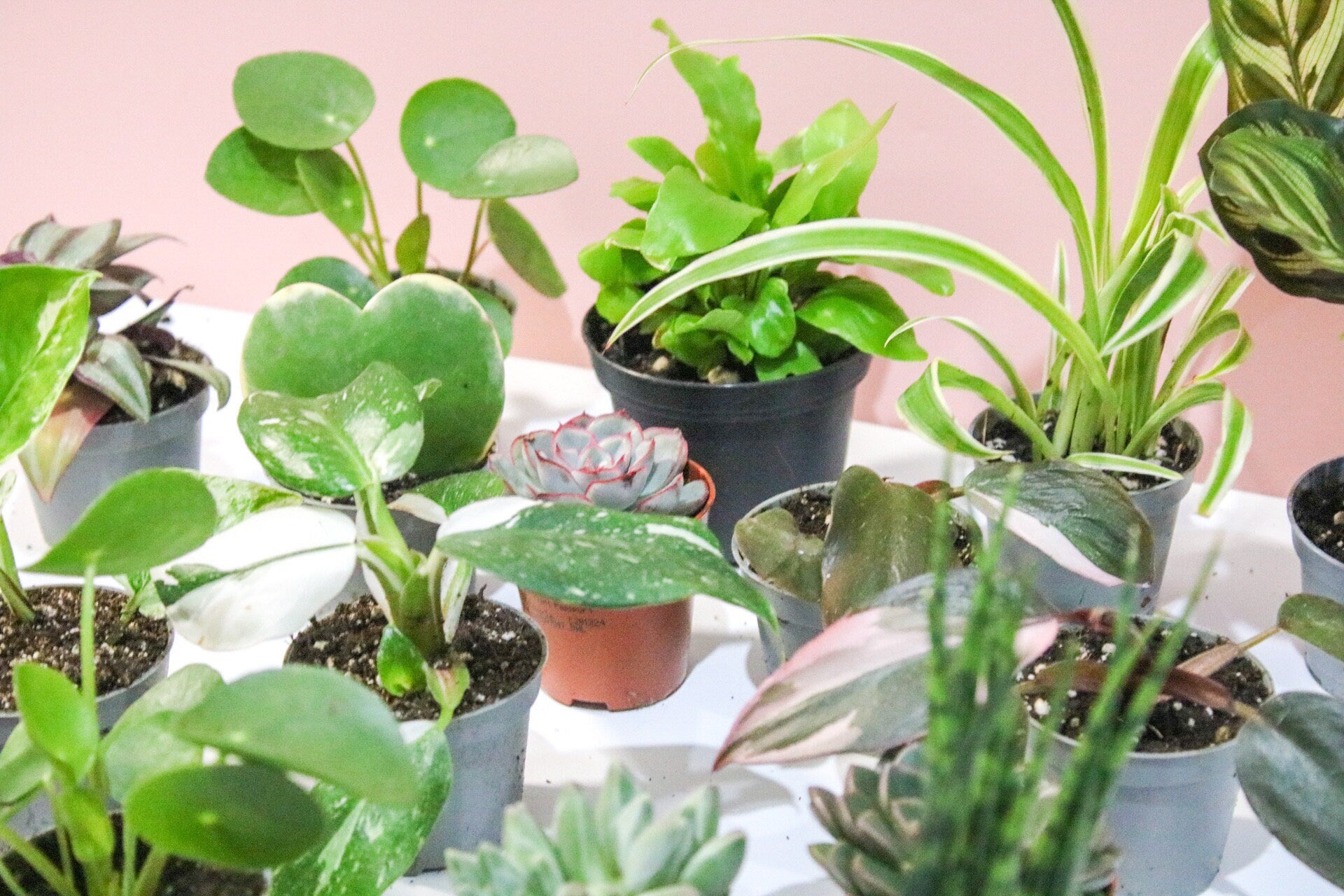 Mini Houseplant Mystery, Indoor potted Baby Plants - Magic and Stars -plants-Wildest Dreams Flowers