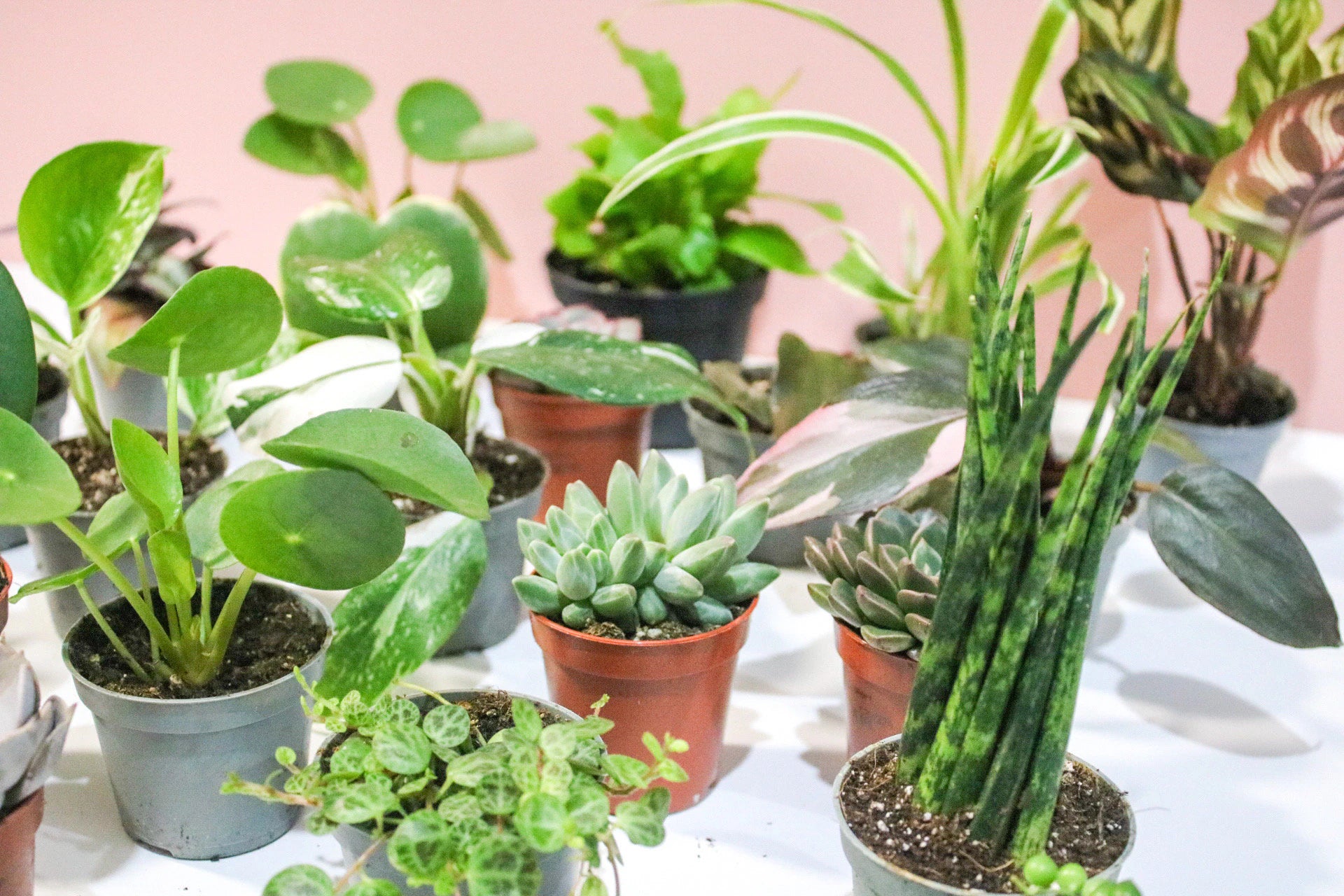 Mini Houseplant Mystery, Indoor potted Baby Plants - Magic and Stars -plants-Wildest Dreams Flowers