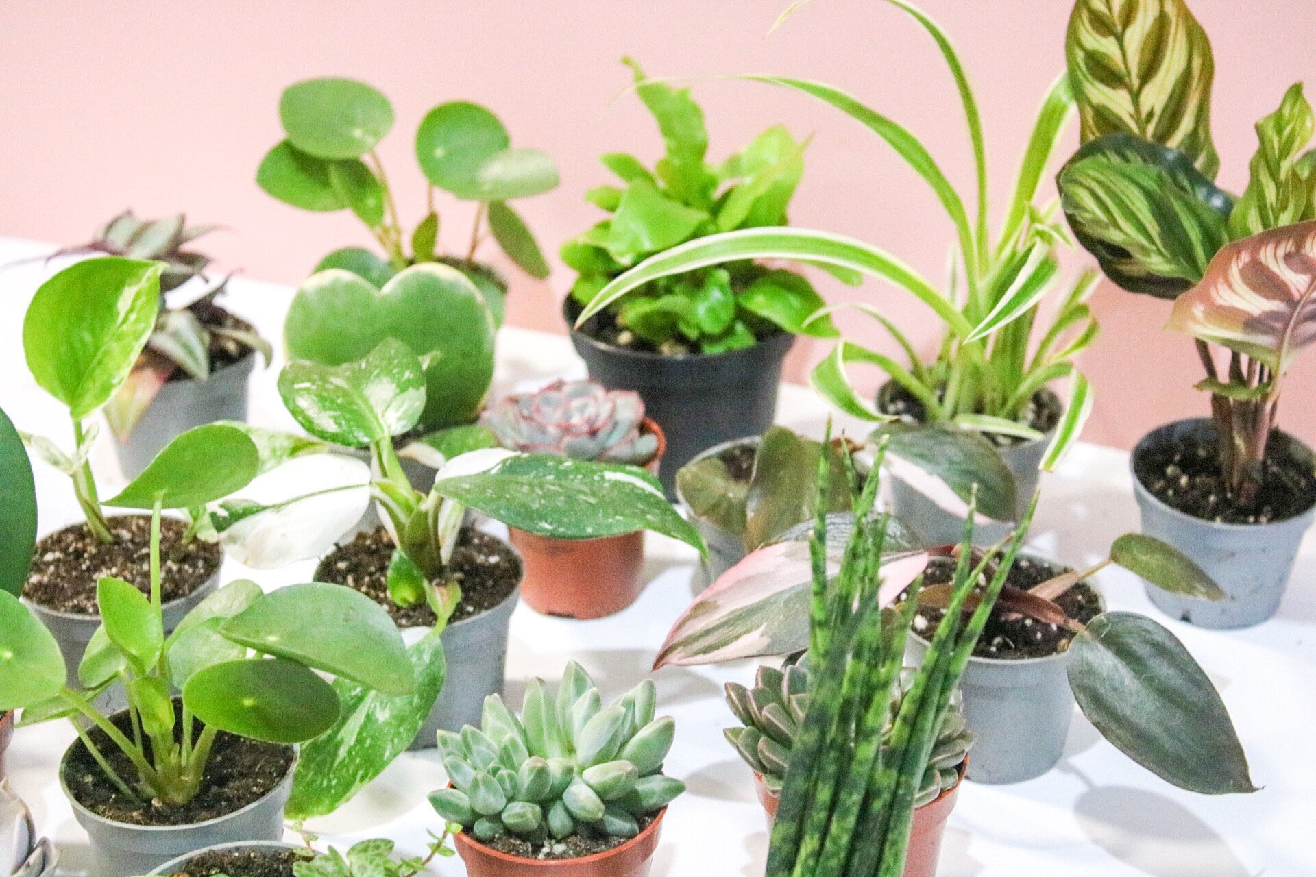 Mini Houseplant Mystery, Indoor potted Baby Plants - Magic and Stars -plants-Wildest Dreams Flowers