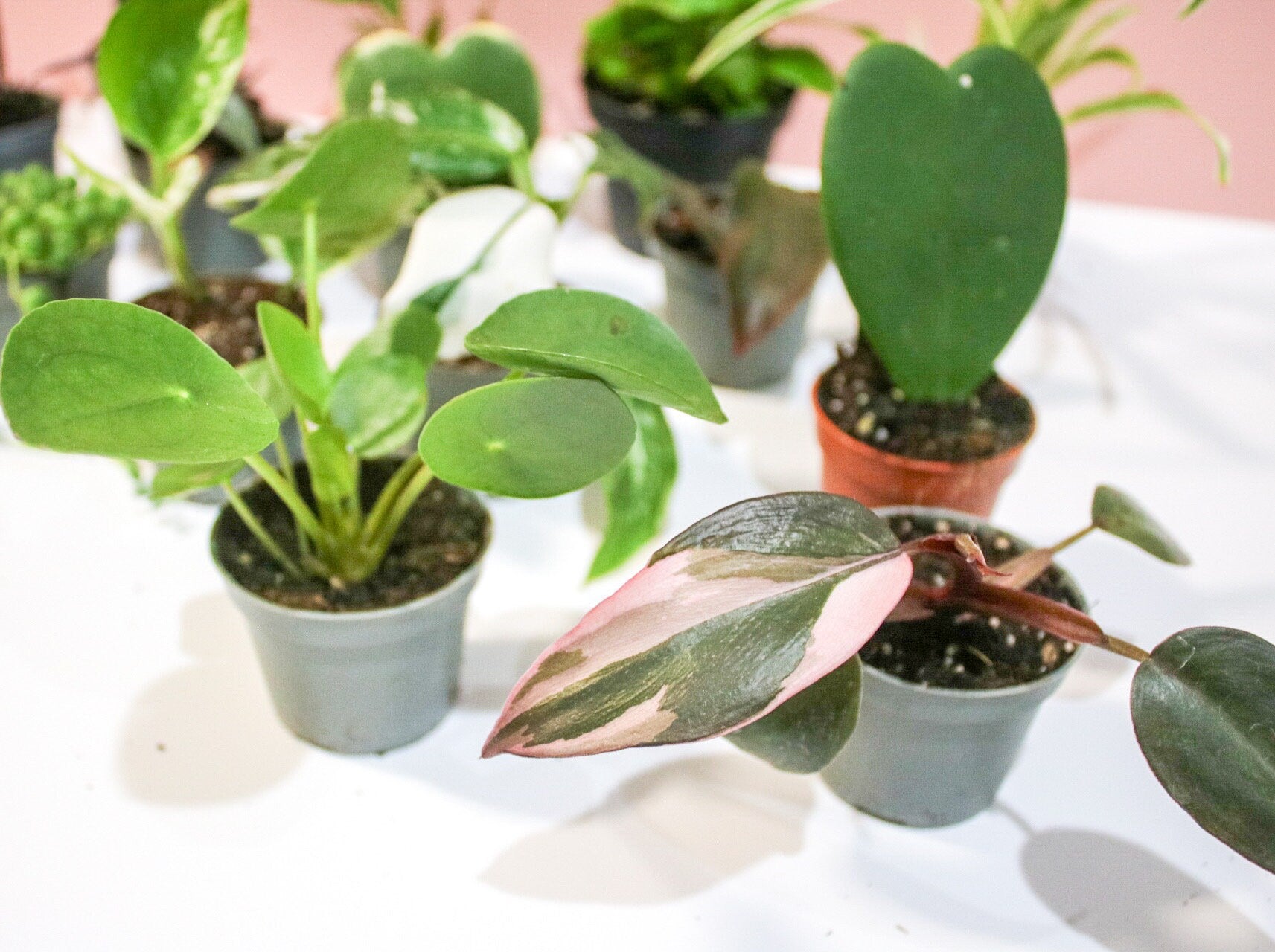 Mini Houseplant Mystery, Indoor potted Baby Plants - Magic and Stars -plants-Wildest Dreams Flowers