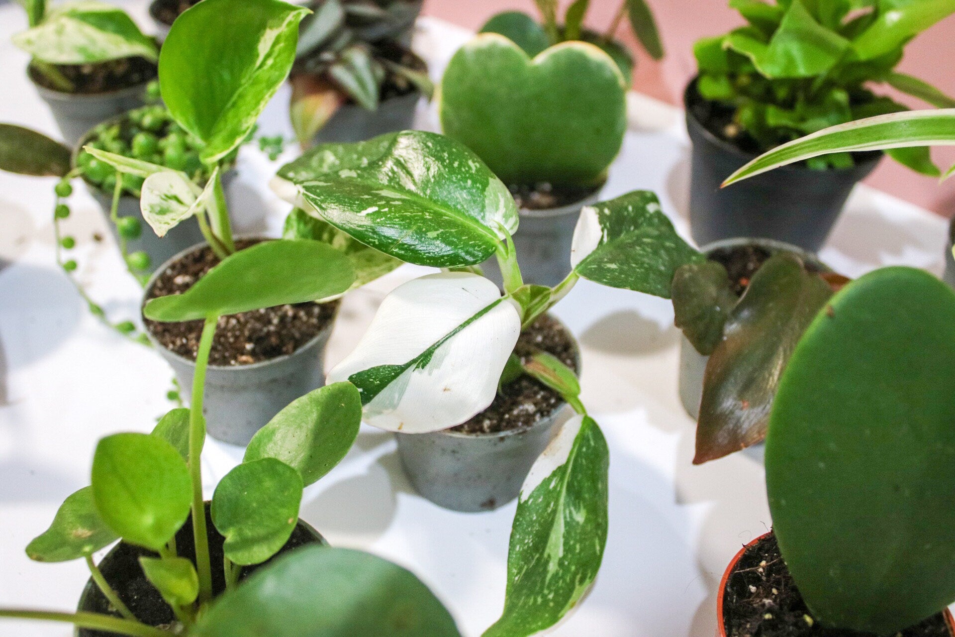 Mini Houseplant Mystery, Indoor potted Baby Plants - Magic and Stars -plants-Wildest Dreams Flowers