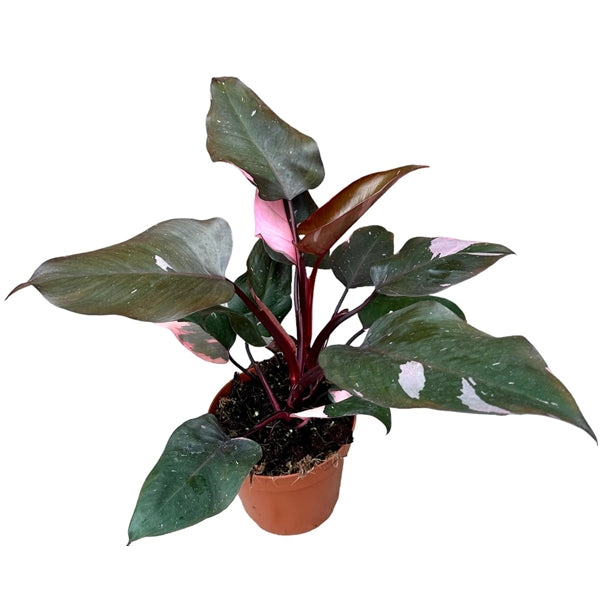 Large pink princess house plant in nursery plant pot – vibrant foliage perfect for brightening up any space, available for delivery in Stevenage and surrounding areas.