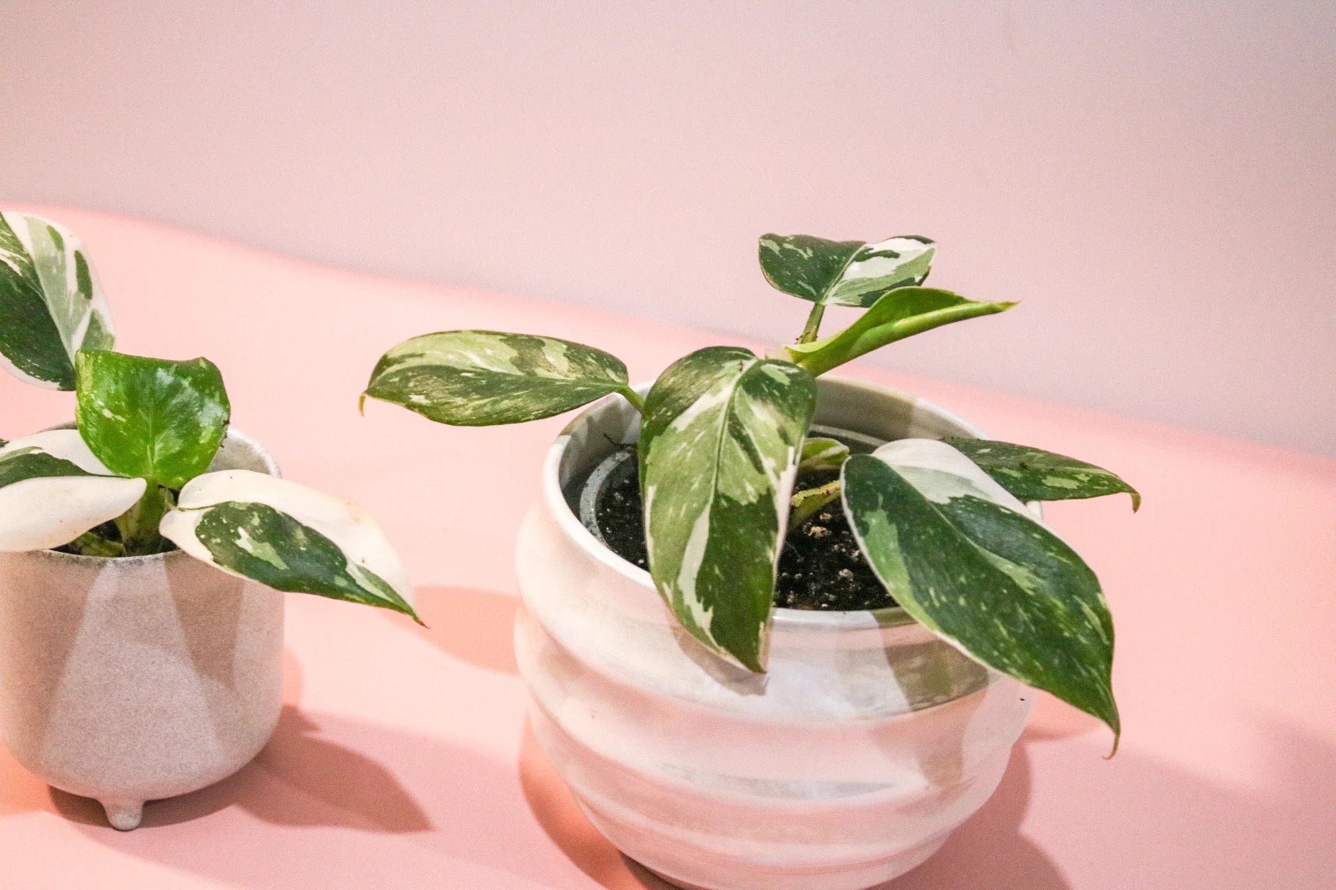 Set of mini Philodendron White Princess plants in 6cm pots – ideal for rare plant bundles or wholesale orders