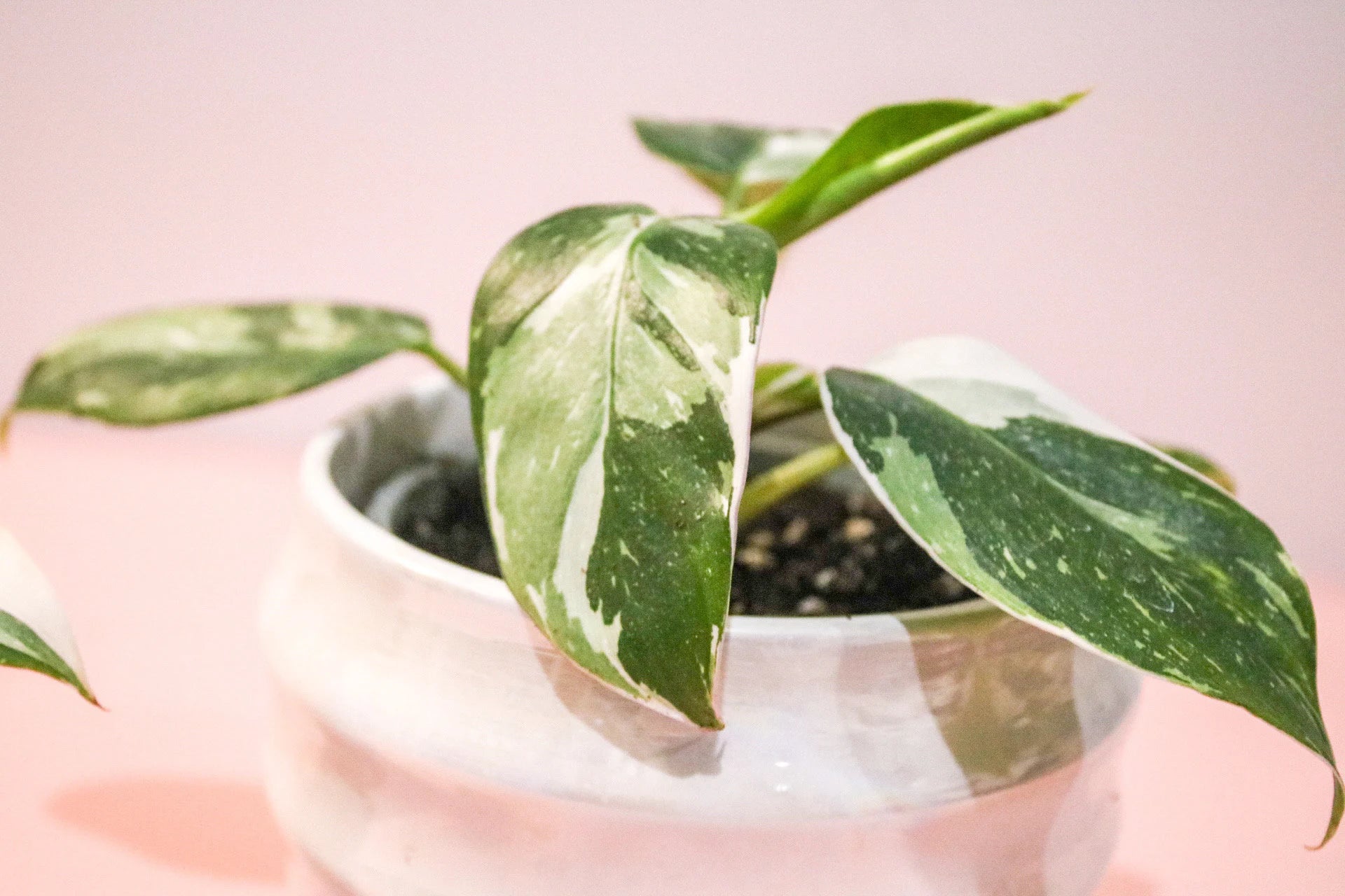 Mini Philodendron White Princess in 6cm pot with white variegated leaves – rare indoor houseplant for collectors