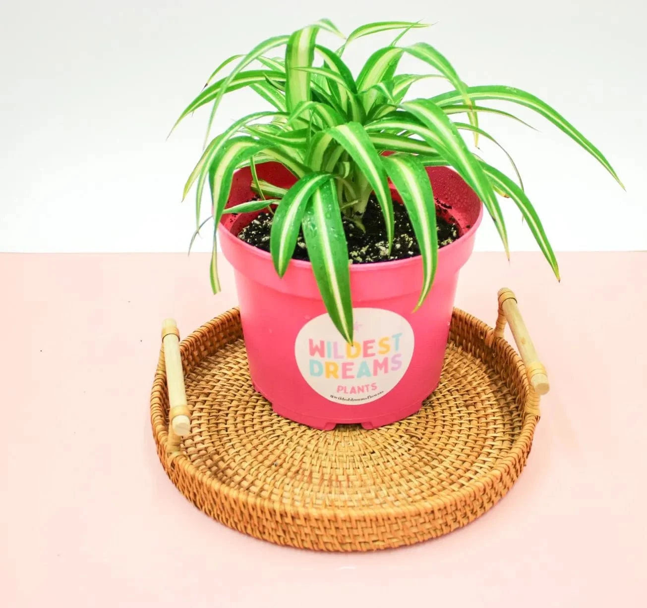 Mini Spider Plants Chlorophytum Comosum - Magic and Stars --Wildest Dreams Flowers