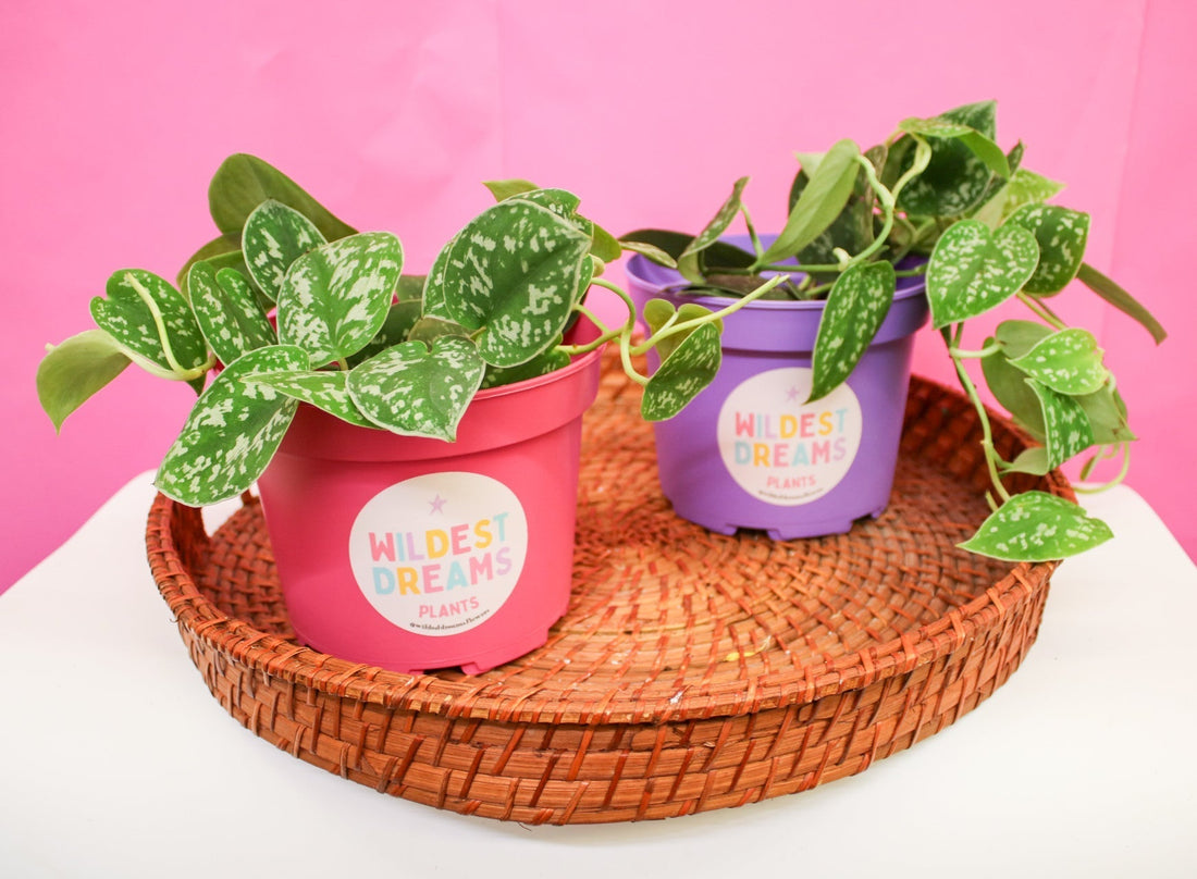 The Ultimate Guide to Silver Pothos: Care, Climbing Habits & More