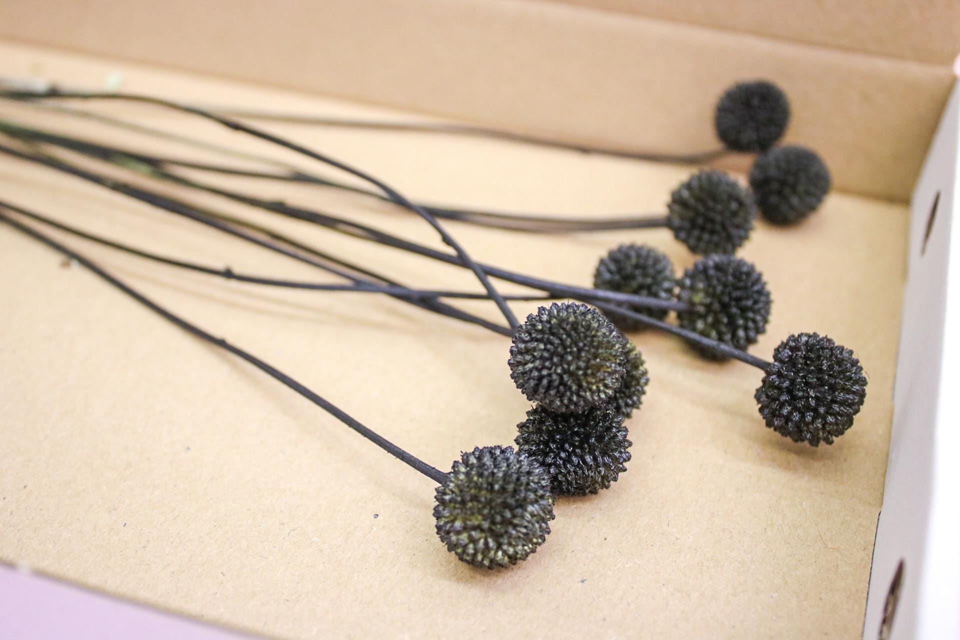 Black Dried Craspedia Flowers - Magic and Stars --Wildest Dreams Flowers 