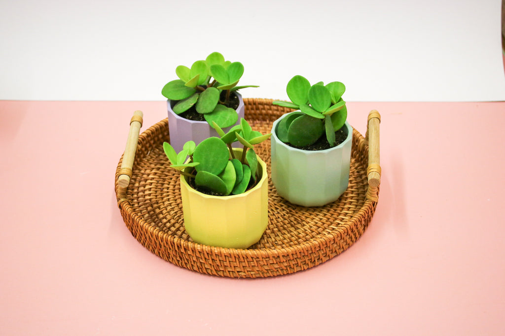 Peperomia Tetraphylla Hope, Indoor House plant - Magic and Stars -plants-Wildest Dreams Flowers