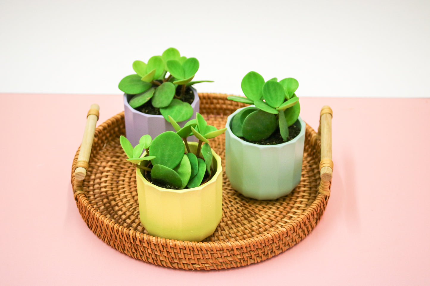 Peperomia Tetraphylla Hope, Indoor House plant