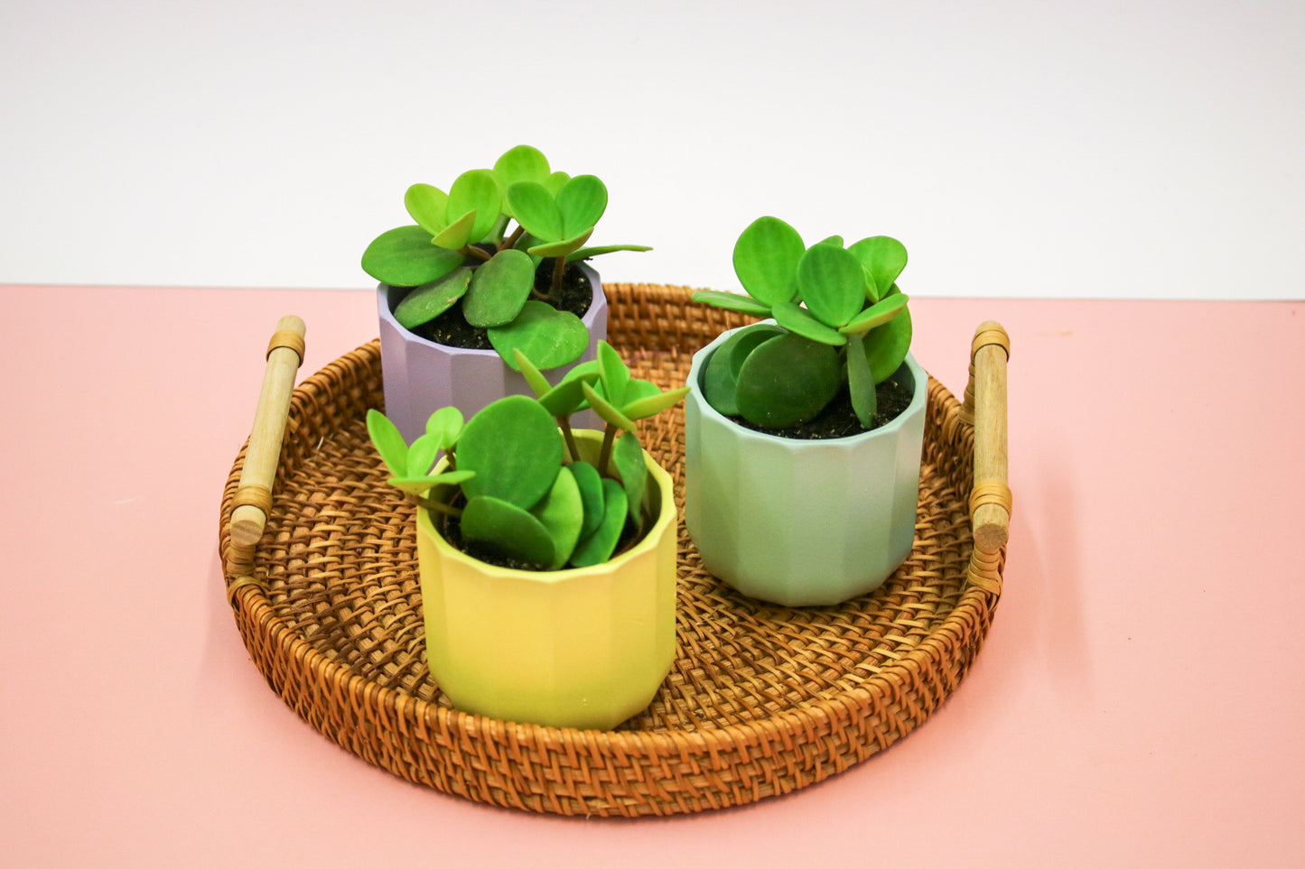 Peperomia Tetraphylla Hope, Indoor House plant