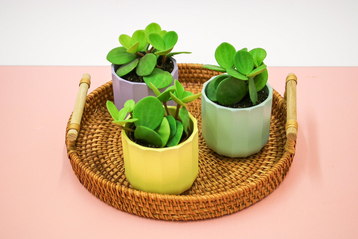 Peperomia Tetraphylla Hope, Indoor House plant