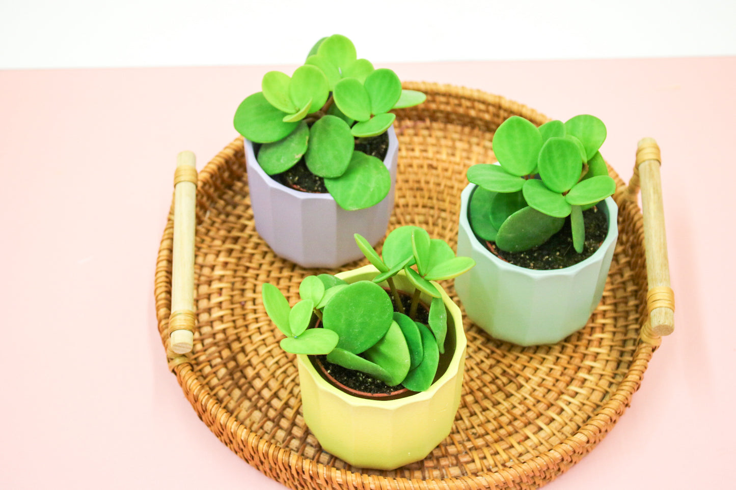 Peperomia Tetraphylla Hope, Indoor House plant