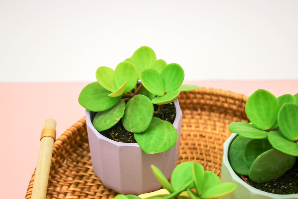 Peperomia Tetraphylla Hope, Indoor House plant - Magic and Stars -plants-Wildest Dreams Flowers