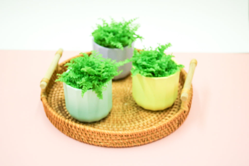 Nephrolepis exaltata, Boston Fern, 6cm Terrarium Plant - Magic and Stars -plants-Wildest Dreams Flowers