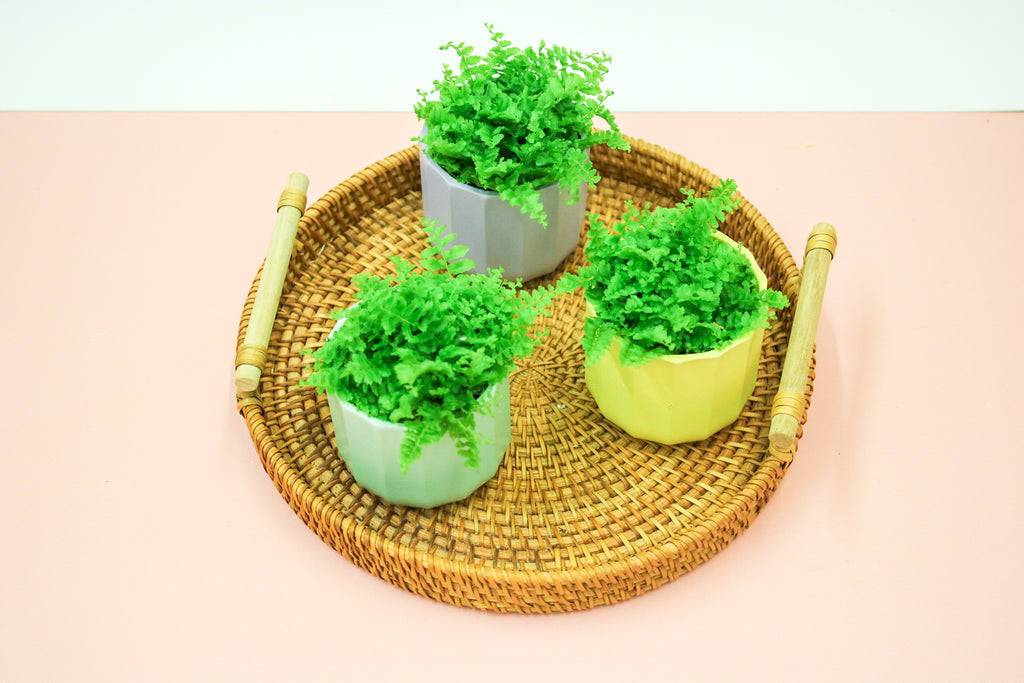 Nephrolepis exaltata, Boston Fern, 6cm Terrarium Plant - Magic and Stars -plants-Wildest Dreams Flowers