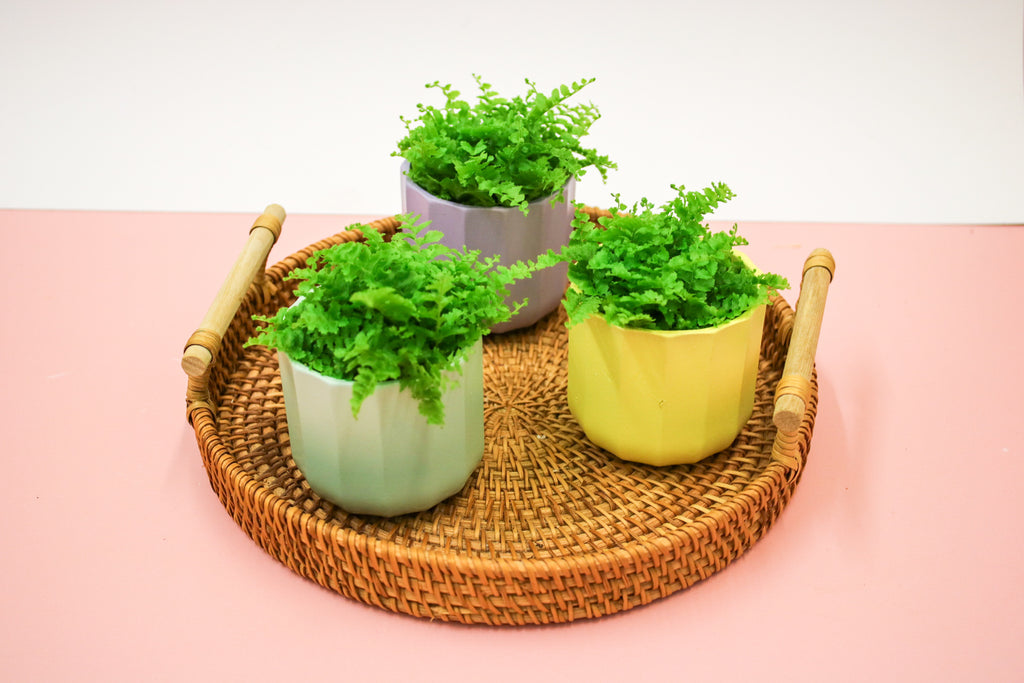Nephrolepis exaltata, Boston Fern, 6cm Terrarium Plant - Magic and Stars -plants-Wildest Dreams Flowers