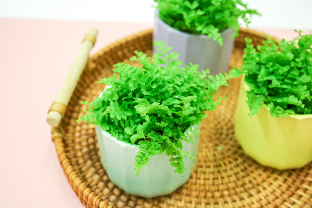 Nephrolepis exaltata, Boston Fern, 6cm Terrarium Plant - Magic and Stars -plants-Wildest Dreams Flowers