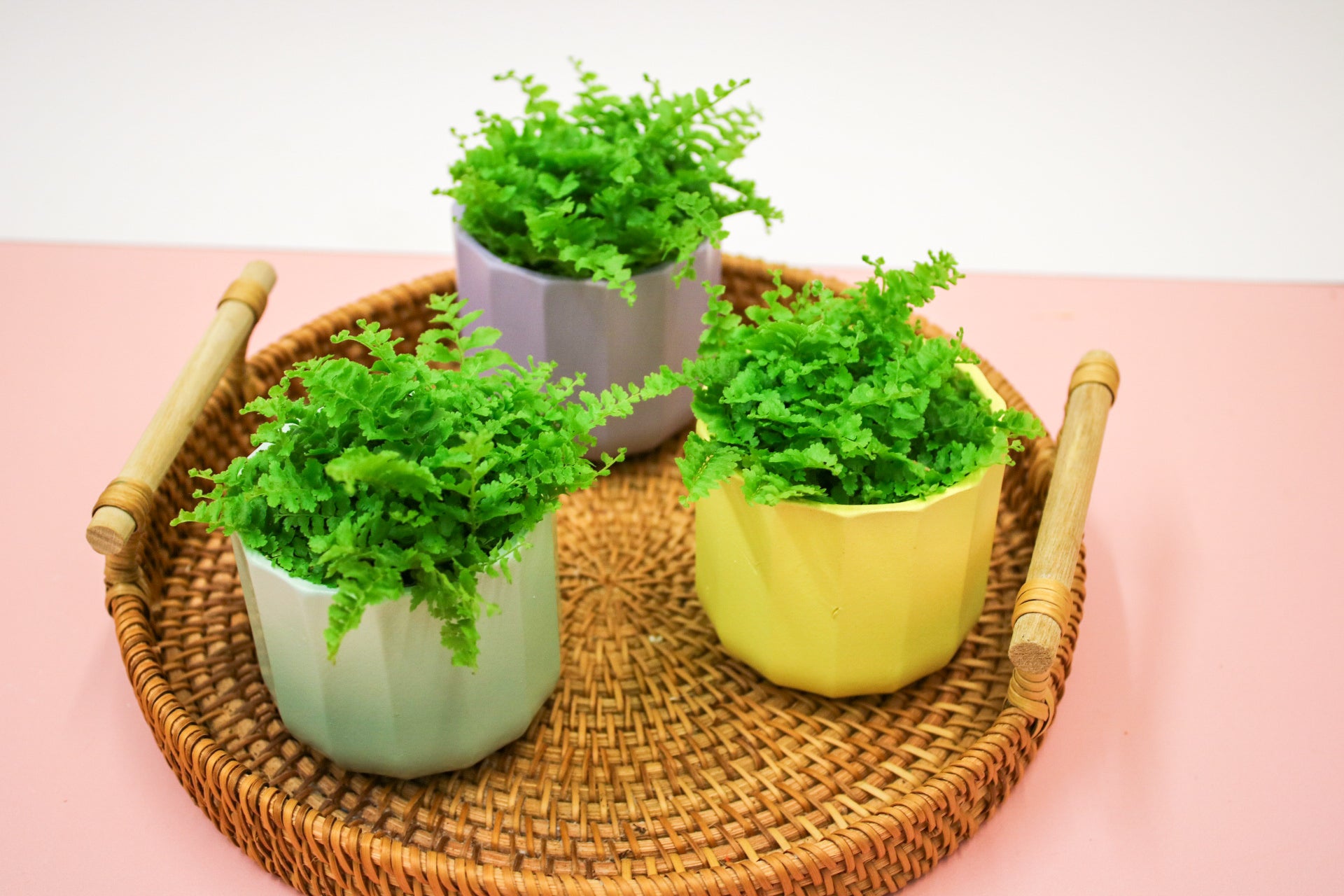 Nephrolepis exaltata, Boston Fern, 6cm Terrarium Plant - Magic and Stars -plants-Wildest Dreams Flowers