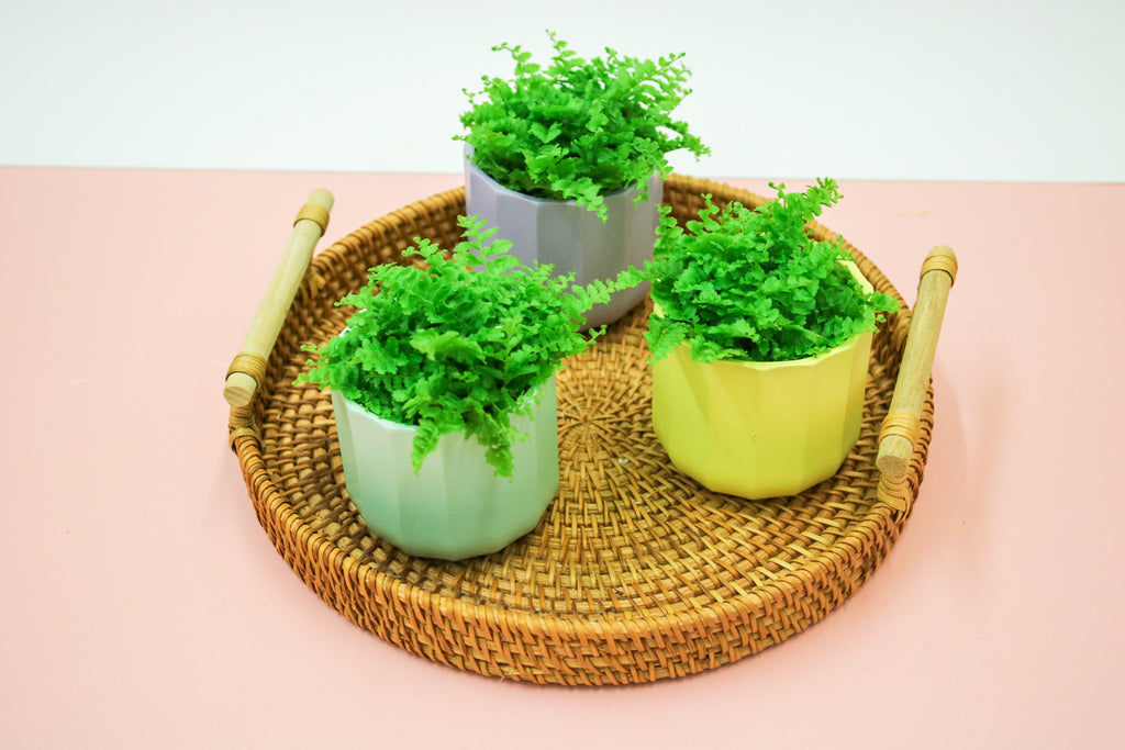 Nephrolepis exaltata, Boston Fern, 6cm Terrarium Plant - Magic and Stars -plants-Wildest Dreams Flowers