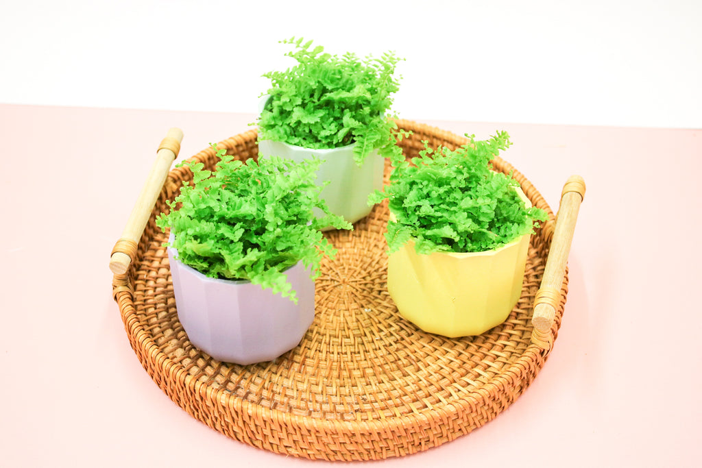Nephrolepis exaltata, Boston Fern, 6cm Terrarium Plant - Magic and Stars -plants-Wildest Dreams Flowers