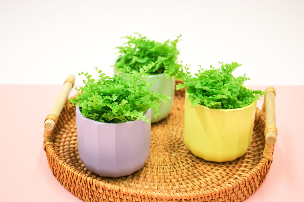 Nephrolepis exaltata, Boston Fern, 6cm Terrarium Plant - Magic and Stars -plants-Wildest Dreams Flowers