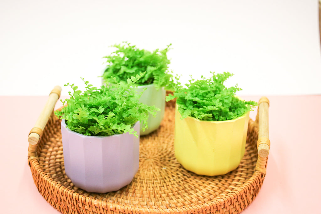 Nephrolepis exaltata, Boston Fern, 6cm Terrarium Plant - Magic and Stars -plants-Wildest Dreams Flowers
