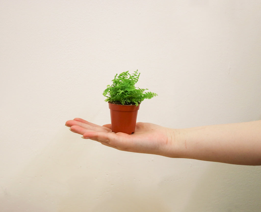 mini-boston-fern-houseplant-styled-white-pot.jpg