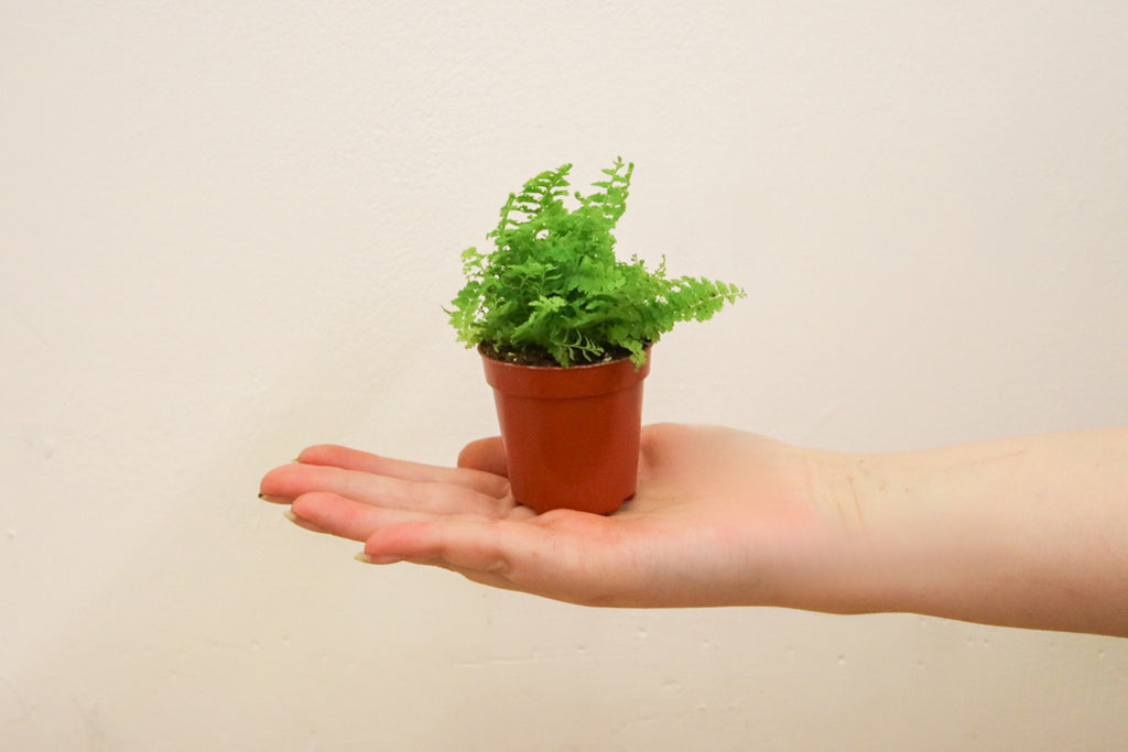 Mini Boston fern houseplant styled on a shelf in bright indirect light
