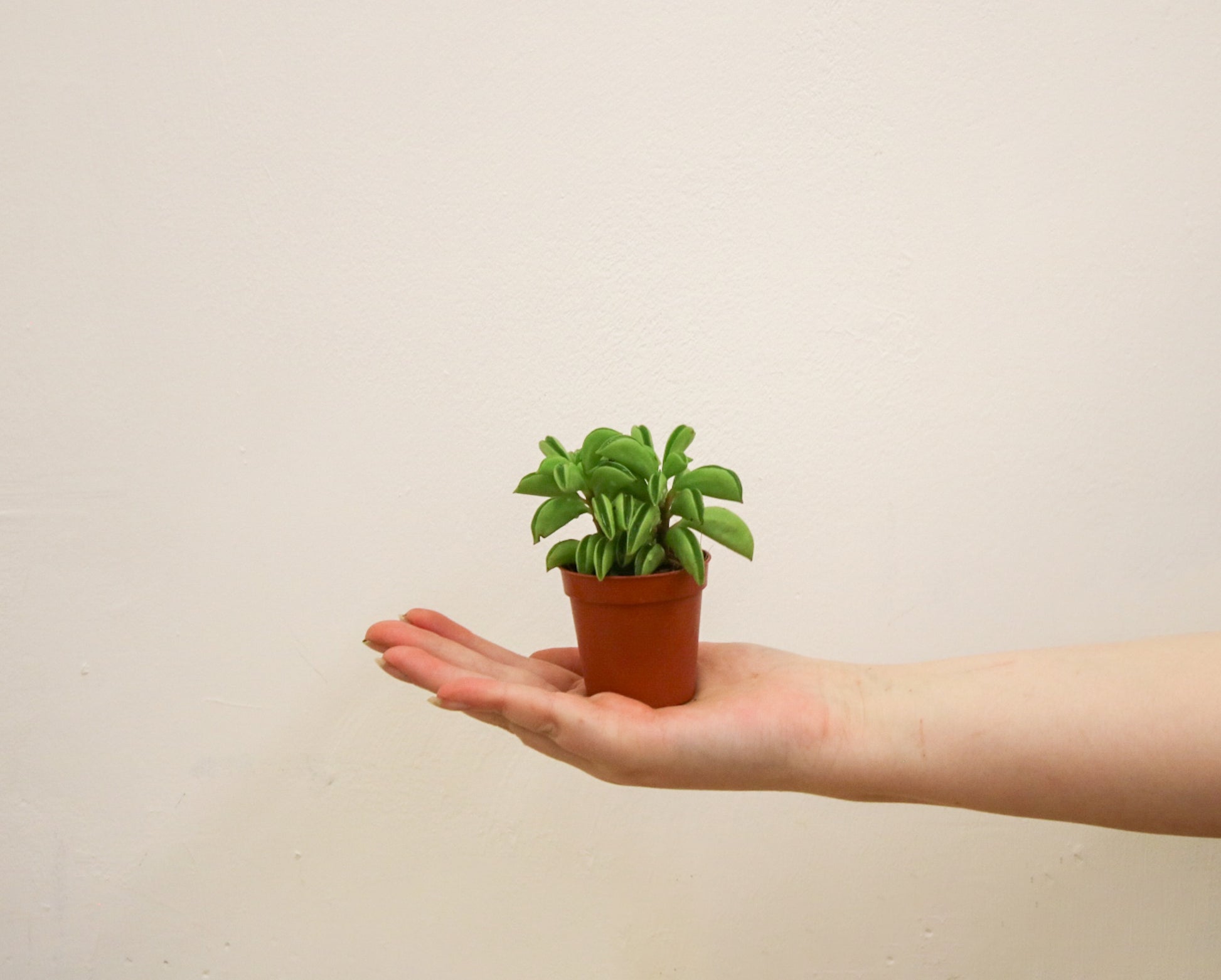 Mini Peperomia Hope plant viewed from the side showing trailing stems