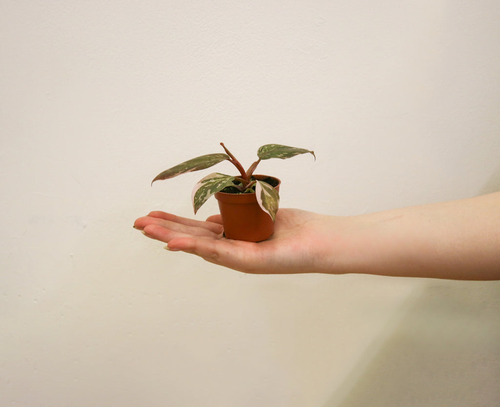 Close up of Pink Princess Philodendron leaf variegation