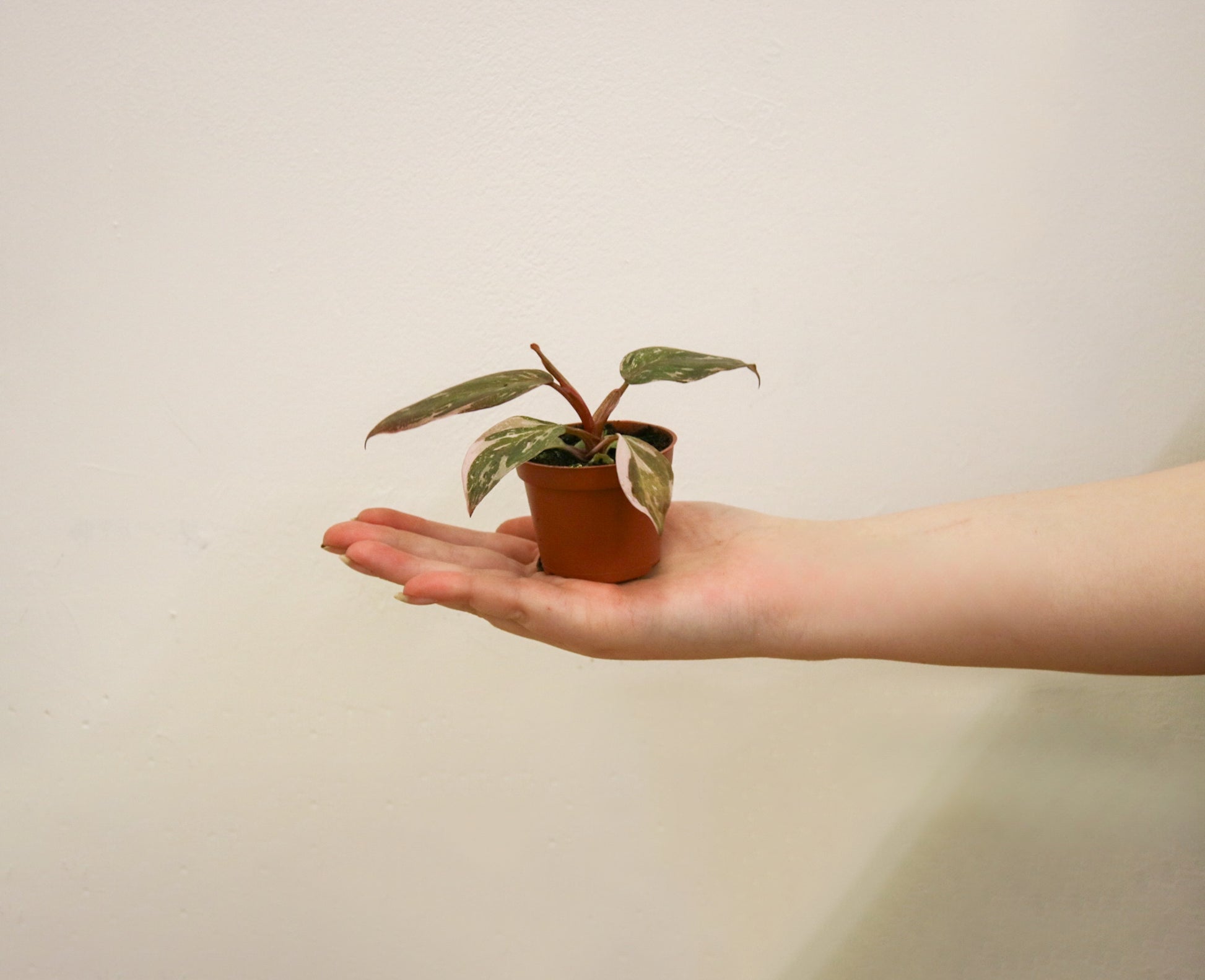 Close up of Pink Princess Philodendron leaf variegation