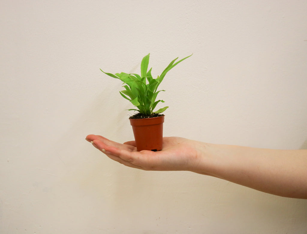 Asplenium nidus showing glossy green leaves