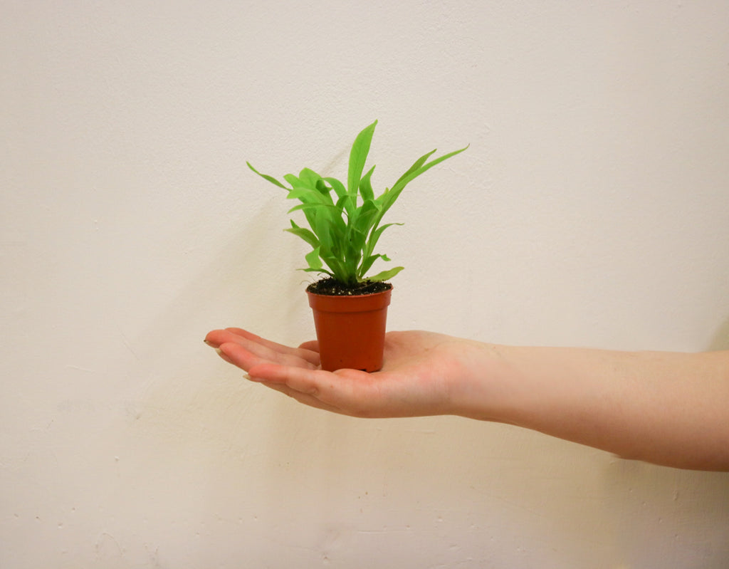 Mini Bird’s Nest Fern styled as an indoor houseplant