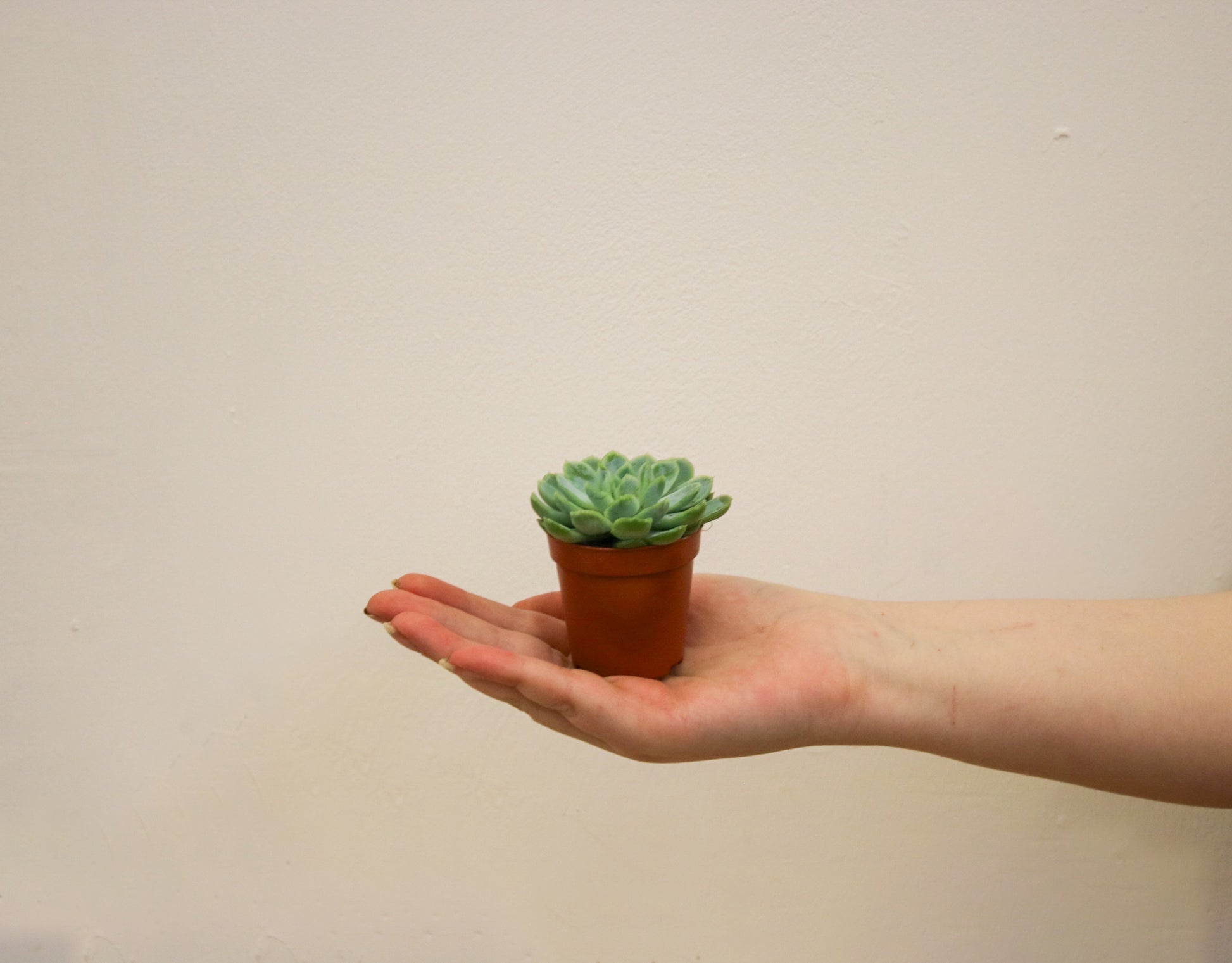 Echeveria succulent showing rosette leaf shape