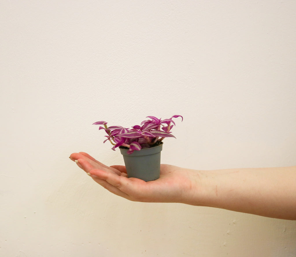 Pink Tradescantia indoor plant with striped pink and green leaves