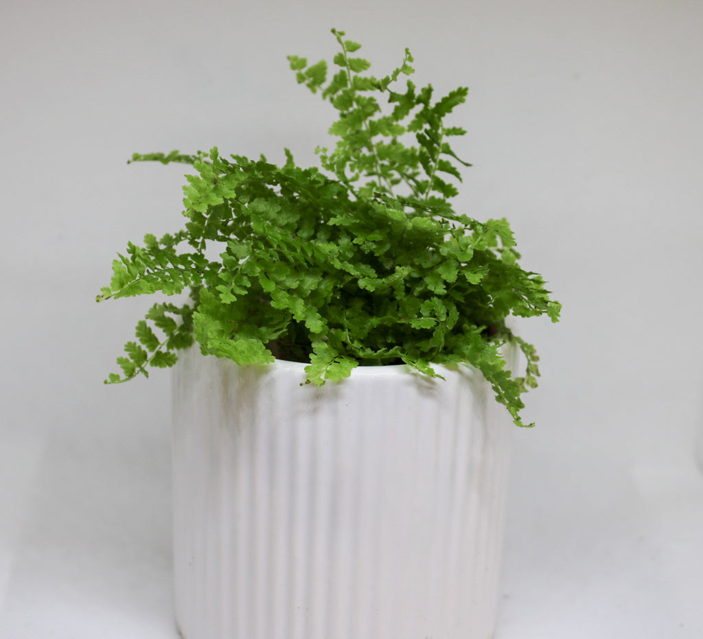 Close up of mini Boston fern showing delicate green fronds and fresh foliage