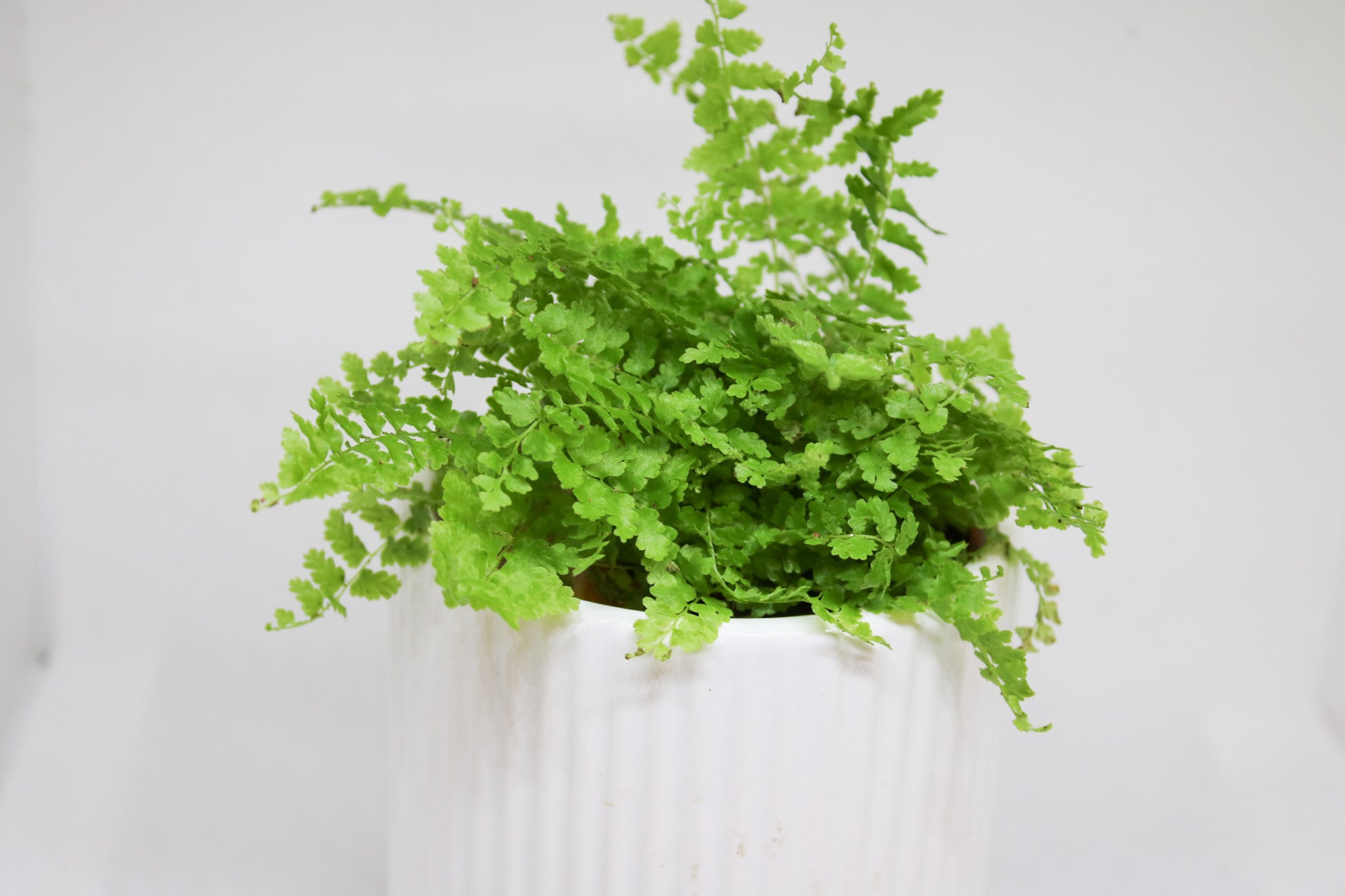 Mini Boston fern plant in a 6cm pot with soft, lush green leaves