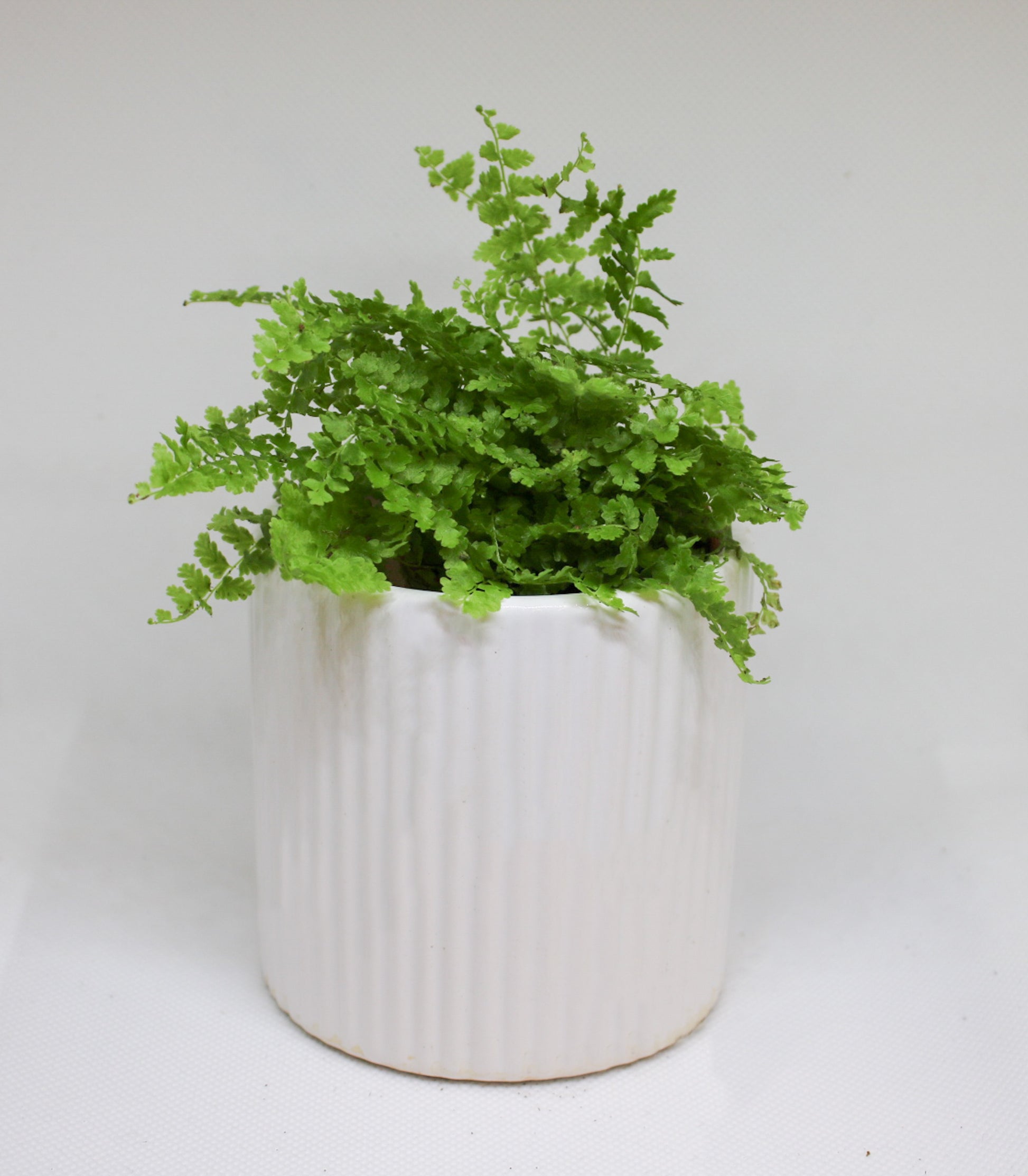 Mini Boston fern houseplant showing natural shape and growth habit in a small pot