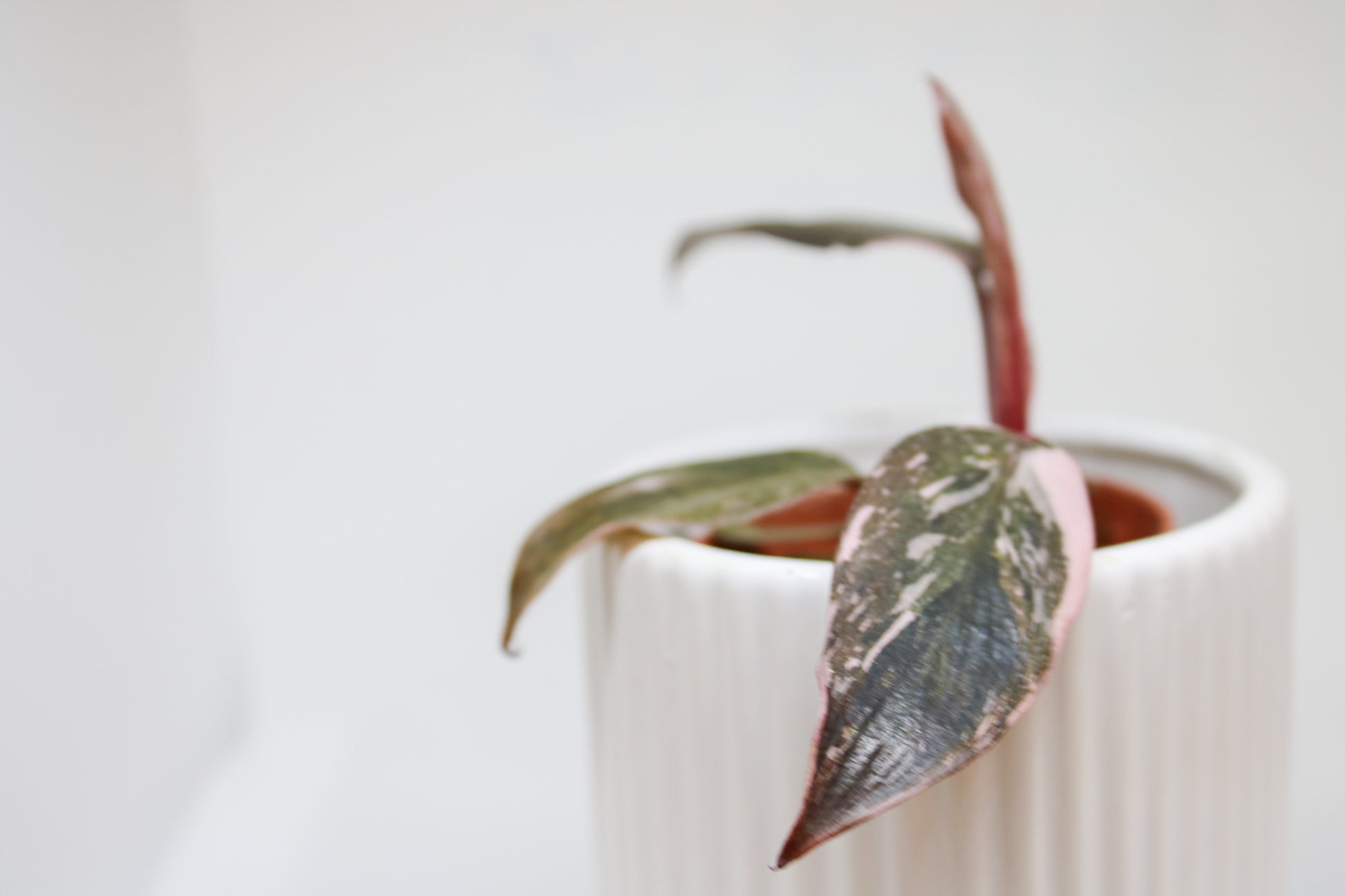 Mini Pink Princess Philodendron styled as an indoor plant